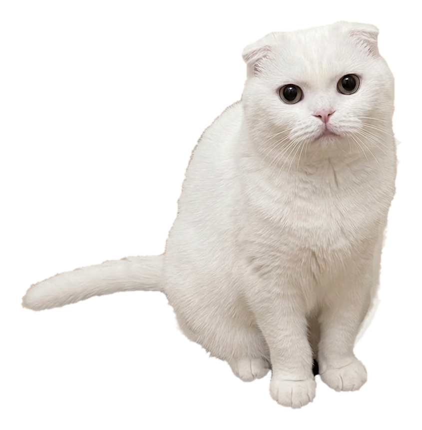 A real white cat